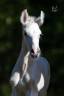 <img alt='Zoom image' src='images/b_search.png'><b> Cliquez pour zoomer</b>