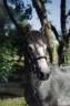 <img alt='Zoom image' src='images/b_search.png'><b> Cliquez pour zoomer</b>