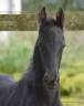 <img alt='Zoom image' src='images/b_search.png'><b> Cliquez pour zoomer</b>