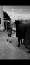 <img alt='Zoom image' src='images/b_search.png'><b> Cliquez pour zoomer</b>
