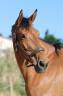 <img alt='Zoom image' src='images/b_search.png'><b> Cliquez pour zoomer</b>