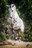 <img alt='Zoom image' src='images/b_search.png'><b> Cliquez pour zoomer</b>