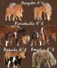 <img alt='Zoom image' src='images/b_search.png'><b> Cliquez pour zoomer</b>