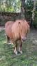 <img alt='Zoom image' src='images/b_search.png'><b> Cliquez pour zoomer</b>