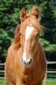 <img alt='Zoom image' src='images/b_search.png'><b> Cliquez pour zoomer</b>