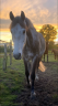 <img alt='Zoom image' src='images/b_search.png'><b> Cliquez pour zoomer</b>