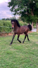 <img alt='Zoom image' src='images/b_search.png'><b> Cliquez pour zoomer</b>