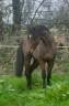 <img alt='Zoom image' src='images/b_search.png'><b> Cliquez pour zoomer</b>