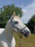 <img alt='Zoom image' src='images/b_search.png'><b> Cliquez pour zoomer</b>