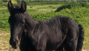 <img alt='Zoom image' src='images/b_search.png'><b> Cliquez pour zoomer</b>