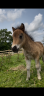 <img alt='Zoom image' src='images/b_search.png'><b> Cliquez pour zoomer</b>