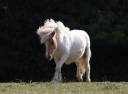 <img alt='Zoom image' src='images/b_search.png'><b> Cliquez pour zoomer</b>