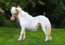 <img alt='Zoom image' src='images/b_search.png'><b> Cliquez pour zoomer</b>