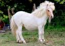 <img alt='Zoom image' src='images/b_search.png'><b> Cliquez pour zoomer</b>