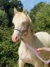 <img alt='Zoom image' src='images/b_search.png'><b> Cliquez pour zoomer</b>