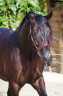 <img alt='Zoom image' src='images/b_search.png'><b> Cliquez pour zoomer</b>
