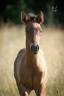 <img alt='Zoom image' src='images/b_search.png'><b> Cliquez pour zoomer</b>