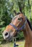 <img alt='Zoom image' src='images/b_search.png'><b> Cliquez pour zoomer</b>