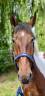 <img alt='Zoom image' src='images/b_search.png'><b> Cliquez pour zoomer</b>