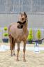 <img alt='Zoom image' src='images/b_search.png'><b> Cliquez pour zoomer</b>