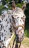 <img alt='Zoom image' src='images/b_search.png'><b> Cliquez pour zoomer</b>