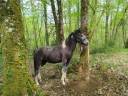 <img alt='Zoom image' src='images/b_search.png'><b> Cliquez pour zoomer</b>
