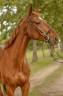 <img alt='Zoom image' src='images/b_search.png'><b> Cliquez pour zoomer</b>