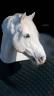 <img alt='Zoom image' src='images/b_search.png'><b> Cliquez pour zoomer</b>