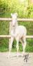 <img alt='Zoom image' src='images/b_search.png'><b> Cliquez pour zoomer</b>