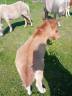 <img alt='Zoom image' src='images/b_search.png'><b> Cliquez pour zoomer</b>