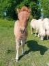 <img alt='Zoom image' src='images/b_search.png'><b> Cliquez pour zoomer</b>