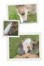 <img alt='Zoom image' src='images/b_search.png'><b> Cliquez pour zoomer</b>