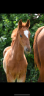 <img alt='Zoom image' src='images/b_search.png'><b> Cliquez pour zoomer</b>
