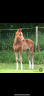 <img alt='Zoom image' src='images/b_search.png'><b> Cliquez pour zoomer</b>
