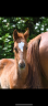 <img alt='Zoom image' src='images/b_search.png'><b> Cliquez pour zoomer</b>