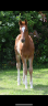 <img alt='Zoom image' src='images/b_search.png'><b> Cliquez pour zoomer</b>
