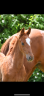 <img alt='Zoom image' src='images/b_search.png'><b> Cliquez pour zoomer</b>