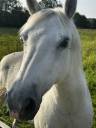 <img alt='Zoom image' src='images/b_search.png'><b> Cliquez pour zoomer</b>