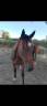 <img alt='Zoom image' src='images/b_search.png'><b> Cliquez pour zoomer</b>