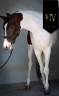 <img alt='Zoom image' src='images/b_search.png'><b> Cliquez pour zoomer</b>