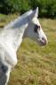 <img alt='Zoom image' src='images/b_search.png'><b> Cliquez pour zoomer</b>