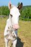 <img alt='Zoom image' src='images/b_search.png'><b> Cliquez pour zoomer</b>
