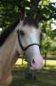 <img alt='Zoom image' src='images/b_search.png'><b> Cliquez pour zoomer</b>