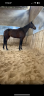 <img alt='Zoom image' src='images/b_search.png'><b> Cliquez pour zoomer</b>