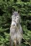 <img alt='Zoom image' src='images/b_search.png'><b> Cliquez pour zoomer</b>