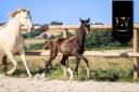 <img alt='Zoom image' src='images/b_search.png'><b> Cliquez pour zoomer</b>