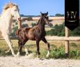 <img alt='Zoom image' src='images/b_search.png'><b> Cliquez pour zoomer</b>