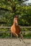 <img alt='Zoom image' src='images/b_search.png'><b> Cliquez pour zoomer</b>