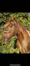 <img alt='Zoom image' src='images/b_search.png'><b> Cliquez pour zoomer</b>