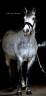 <img alt='Zoom image' src='images/b_search.png'><b> Cliquez pour zoomer</b>